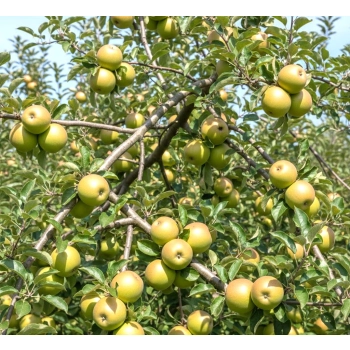 JABŁOŃ SZARA RENETA stara odmiana odporna - sadzonki 110 / 140 cm