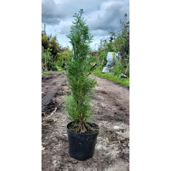 TUJA SZMARAGD - sadzonki 50 / 70 cm