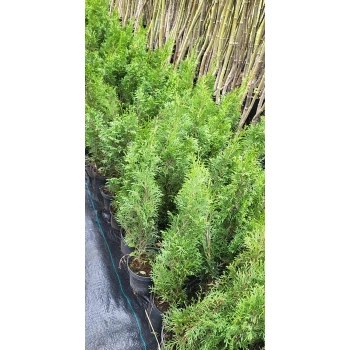 TUJA SZMARAGD - sadzonki 50 / 70 cm