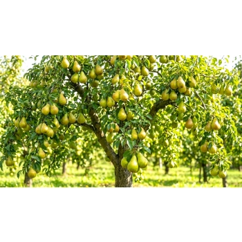 GRUSZA UKRAIŃSKA - sadzonki 50 / 80 cm