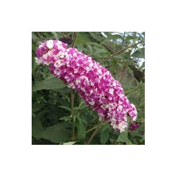 BUDLEJA DAWIDA Berries Cream - sadzonki 10 / 15 cm