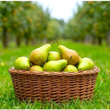 GRUSZA FAWORYTKA KLAPSA królowa gruszek - sadzonki 50 / 80 cm