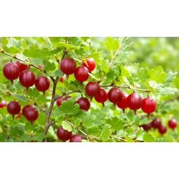 AGREST krzak duży czerwony obficie owocuje - sadzonki 30 / 40 cm