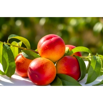 NEKTARYNKA bardzo słodka i odporna mróz - sadzonki 110 / 140 cm