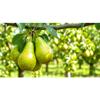 GRUSZA UKRAIŃSKA - sadzonki 50 / 80 cm