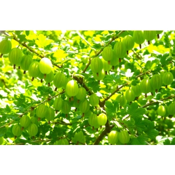 AGREST krzak duży zielony bardzo słodki - sadzonki 30 / 50 cm