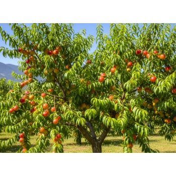 NEKTARYNKA bardzo słodka i odporna mróz - sadzonki 110 / 140 cm