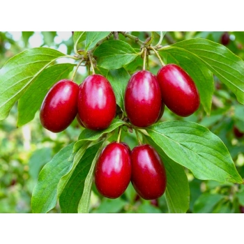 DEREŃ JADALNY duże sadzonki odporne na mróz - sadzonki 30 / 50 cm