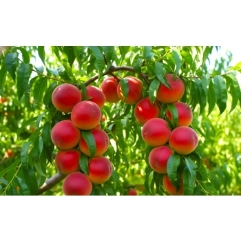 BRZOSKWINIA HARNAŚ niskopienna mróz - sadzonki 120 / 140 cm