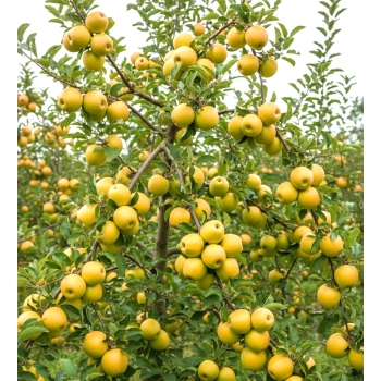 JABŁOŃ GOLDEN DELICJUSZ soczyste niskopienne - sadzonki 110 / 140 cm