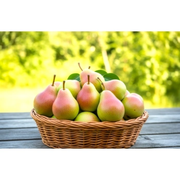 GRUSZA KOMISÓWKA maślana słodycz - sadzonki 50 / 80 cm