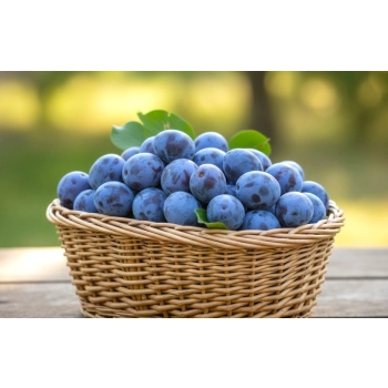 ŚLIWA PRESIDENT bardzo smaczna odporna - sadzonki 90 / 140 cm