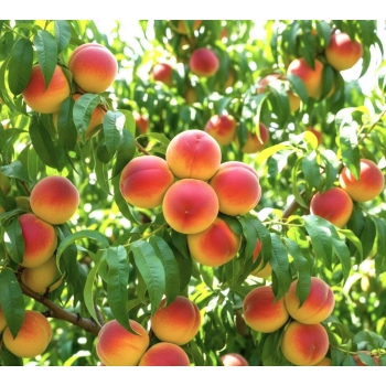 BRZOSKWINIA INKA duża niskopienna mróz - sadzonki 120 / 140 cm