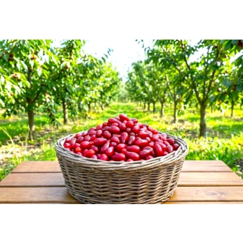 DEREŃ JADALNY odporne na mróz - sadzonki 60 / 90 cm