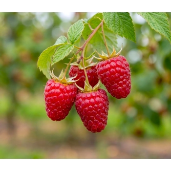 MALINA późna czerwone duże owoce - sadzonki 30 / 50 cm