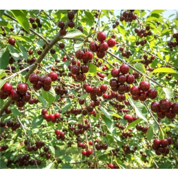 CZEREŚNIA KANADYJSKA duża wczesne owocowanie sadzonki - 50 / 90 cm