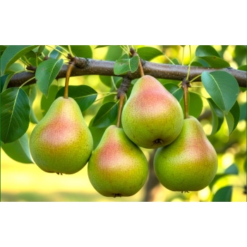 GRUSZA KOMISÓWKA maślana słodycz - sadzonki 50 / 80 cm