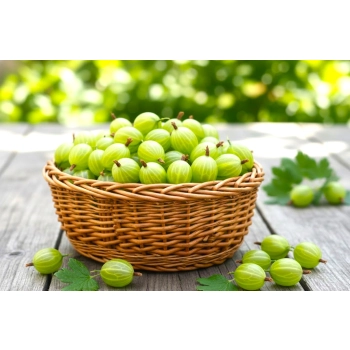 AGREST krzak duży zielony bardzo słodki - sadzonki 30 / 50 cm