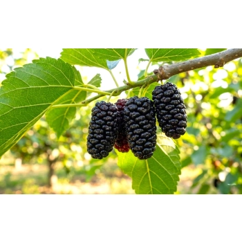 MORWA czarna witamina życia - sadzonki 130 / 150 cm