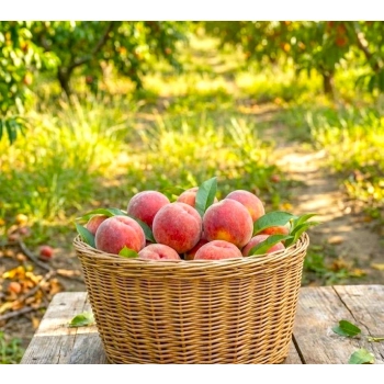 BRZOSKWINIA ROSYJSKA odporna na mróz - sadzonki 120 / 140 cm