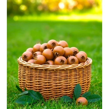 Nieszpułka miododajna bomba witaminowa - sadzonki 100 / 130 cm