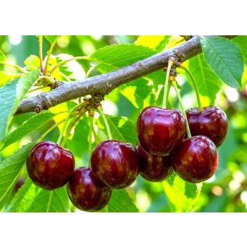 CZEREŚNIA ROSYJSKA odporna na mróz - sadzonki 50 / 90 cm