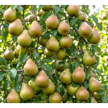 GRUSZA MICHAŁÓWKA polska odmiana - sadzonki 50 / 80 cm