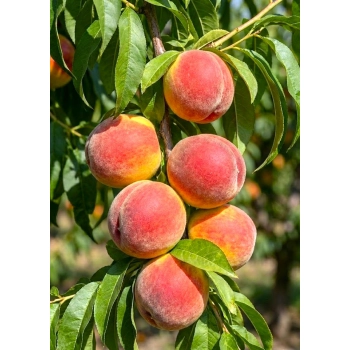 BRZOSKWINIA ROSYJSKA odporna na mróz - sadzonki 120 / 140 cm