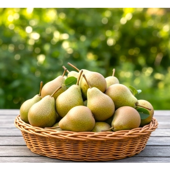 GRUSZA MICHAŁÓWKA polska odmiana - sadzonki 50 / 80 cm