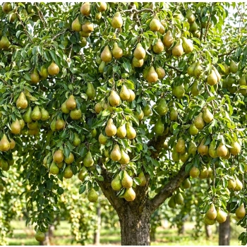 GRUSZA FAWORYTKA KLAPSA w DONICY królowa gruszek - sadzonki 50 / 80 cm