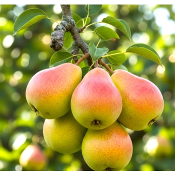 GRUSZA POMARAŃCZÓWKA złoto w ogrodzie - sadzonki 50 / 80 cm