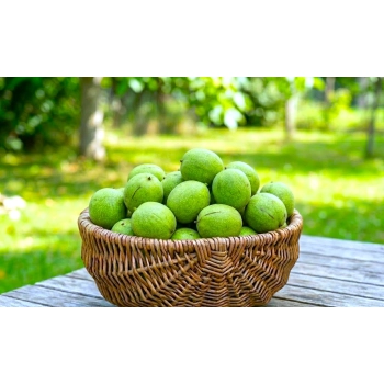 ORZECH WŁOSKI JACEK duże orzechy - sadzonki 150 / 180 cm