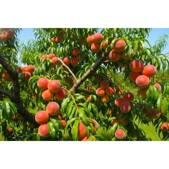 BRZOSKWINIA HARCO duże owoce - sadzonki 90 / 110 cm