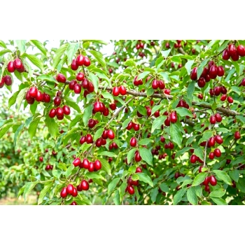 DEREŃ JADALNY JOLICO duże sadzonki odporne na mróz - sadzonki 140 / 160 cm