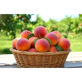 BRZOSKWINIA HARCO duże owoce - sadzonki 90 / 110 cm