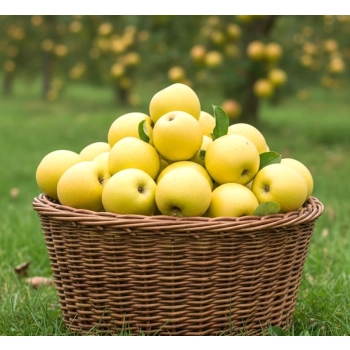 JABŁOŃ GOLDEN DELICJUSZ soczyste niskopienne - sadzonki 110 / 140 cm