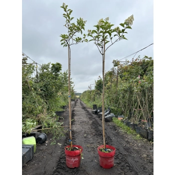 HORTENSJA VANILLE FRAISE na pniu - sadzonki 160 / 180 cm