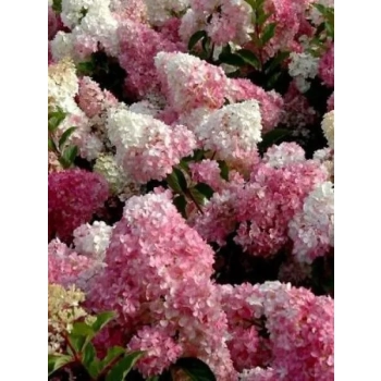 HORTENSJA NA PNIU różowo-kremowa NA WIELOPNIU - sadzonki 130 / 160 cm