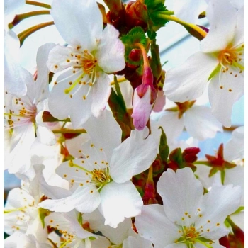 WIŚNIA ozdobna szczepiona NA PNIU - sadzonki 70 / 90