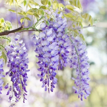 GLICYNIA WISTERIA szczepiona biało - fioletowa - sadzonki 120 / 150 cm