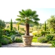 PALMA Trachycarpus fortunei mrozoodporna - sadzonki 20 / 40 cm