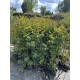 LAGERSTROEMIA na pniu Fioletowa bez południa - sadzonki 100 / 120 cm