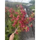 KRZEWUSZKA WEIGELA na pniu z DWUKOLOROWYM LIŚCIEM - sadzonki 100 / 120 cm