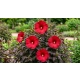HIBISKUS Ketmia bagienny czerwony bordowy liść