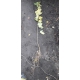KLON zielony - sadzonki 150 / 180 cm