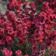 MANUKA Leptospermum scoparium Red Damask miododajne lecznicze - sadzonki 10 / 15 cm