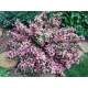 WEIGELA KRZEWUSZKA - sadzonki 120 / 140 cm