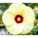 HIBISKUS KETMIA BAGIENNY Old Yella