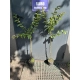 LAGERSTROEMIA na pniu Fioletowa bez południa - sadzonki 100 / 120 cm