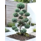 BONSAI BONZAJ JAŁOWIEC WIELE KUL - sadzonki 180 / 210 cm